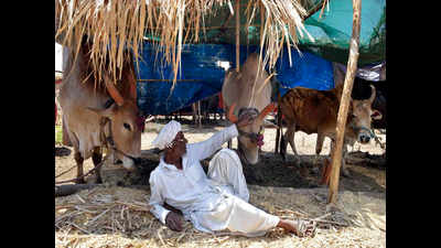 Photos: As water sources dry up, cattle camps are now home for 50,000 farmers in Ahmednagar