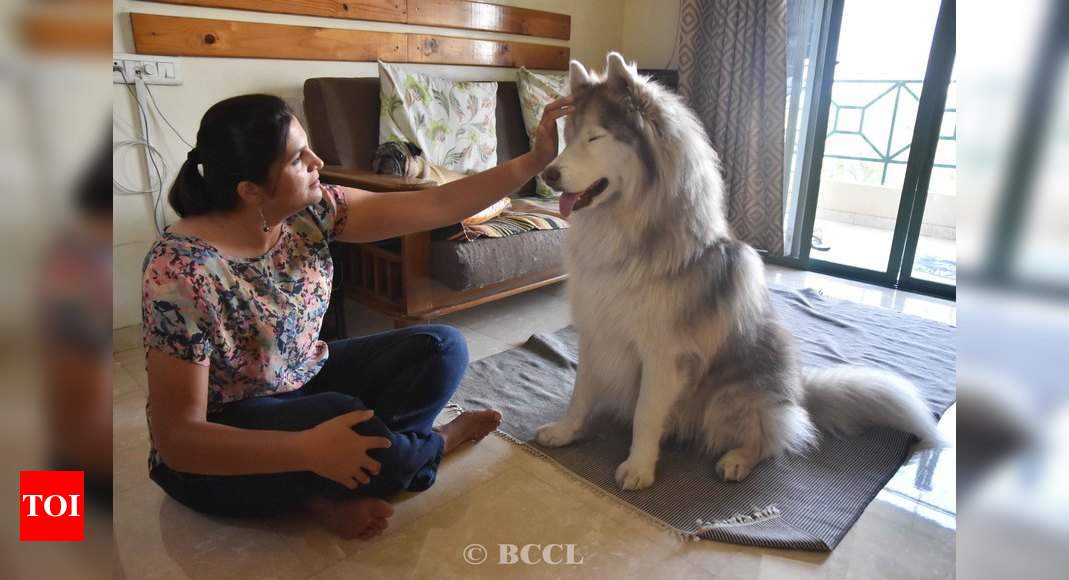 Can pets talk? Yes, say these animal communicators - Times of India Can pets talk? Yes, say these animal communicators - Times of India