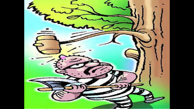 DM takes stern steps against illegal tree felling in Pilibhit tiger reserve’s core forest area