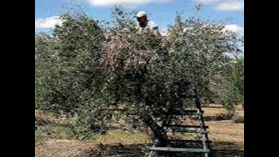 Olive farmers seek government nod to visit Pakistan to learn methods