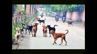 6-year-old girl mauled to death by dogs in UP’s Bijnor, 3rd death in 2 ...