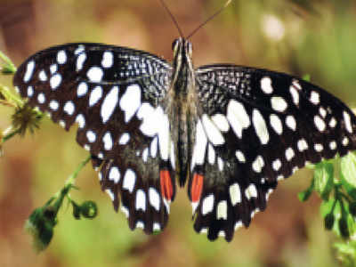 227 Maharashtra butterfly species to get Marathi names