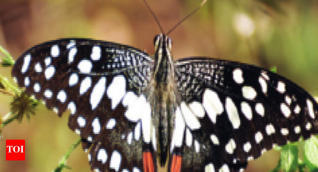 227 Maharashtra butterfly species to get Marathi names Mumbai News Times of India