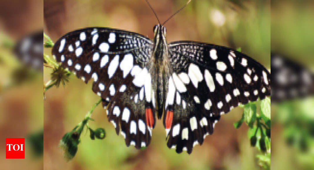 227 Maharashtra butterfly species to get Marathi names Mumbai News Times of India