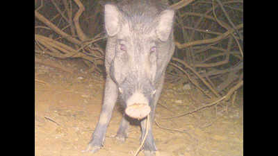 Wild boars maul 28-year-old man