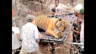 Relocated tiger dies in Sariska Tiger Reserve within 2 months