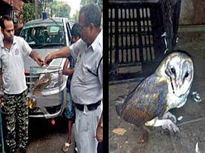 Kolkata Policeman On Night Patrol Rescues Injured Barn Owl