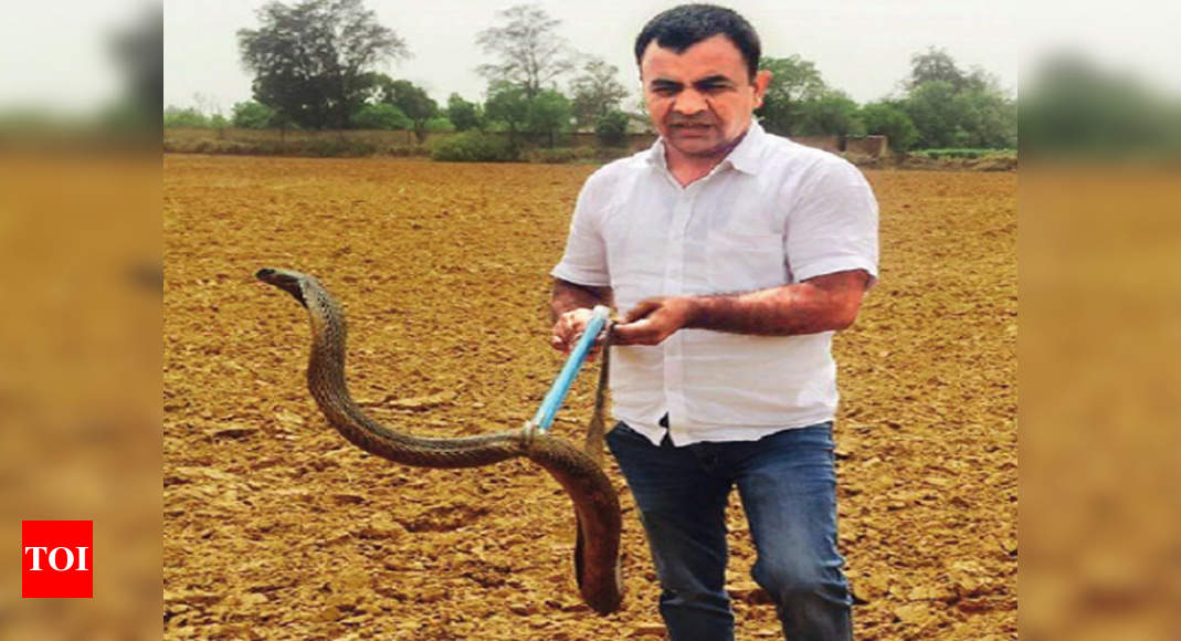 Cobra: Snake catcher in Rajasthan dies within minutes after being bitten by  a cobra - The Economic Times
