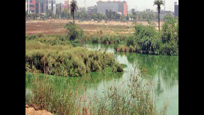 Noida starts work to restore 5,000 sqm wetland in Sector 85