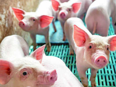 Deadliest virus in history threatens global pork industry