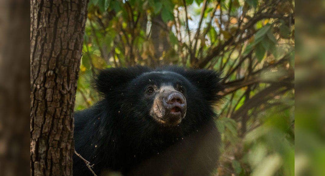 Daroji Sloth Bear Sanctuary Is A Fun Sanctuary For All | Times Of India ...