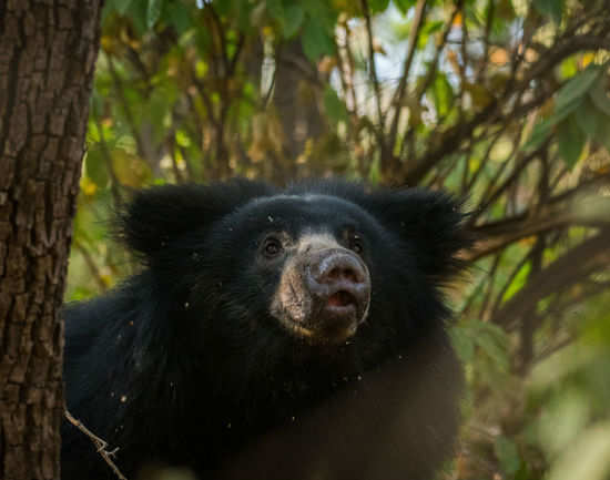 Daroji Sloth Bear Sanctuary Is A Fun Sanctuary For All | Times Of India ...