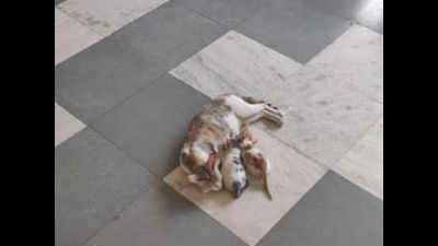 Navi Mumbai: 'Where did the cat and her kittens disappear from Vashi railway station commercial complex'