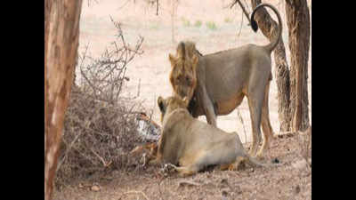 Gujarat: New forest division created for lions