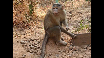 Monkeys’ mango feast leads to drug bust in Chhattisgarh