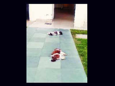 2 Shih Tzu Puppies Fall To Death From Gurugram S 8th Floor Flat