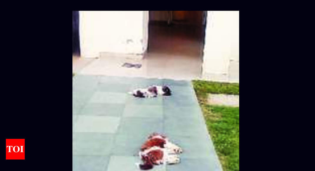 2 Shih Tzu Puppies Fall To Death From Gurugram S 8th Floor Flat