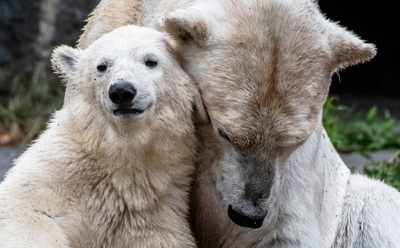 Polar bears inspire novel heat insulating material