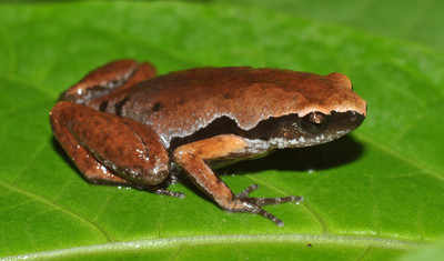 Scientists discovers a beautiful new frog in Assam