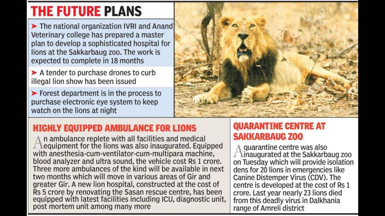 Forest dept to keep eye on lions 24X7 | Rajkot News - Times of India