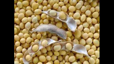 Indore: Soyabean meal exports plummet to lowest of this season