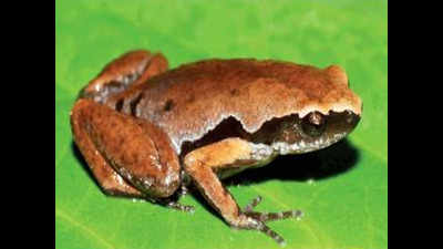 Delhi University scientists find new frog species in Northeast