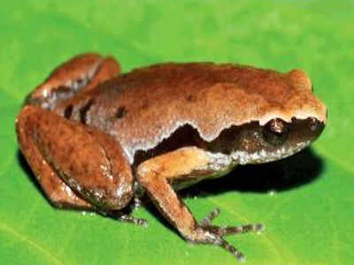 Delhi University scientists find new frog species in Northeast