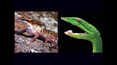 Project to document northern Konkan’s reptiles finds conservation problems