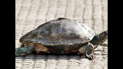 Assam temple brings 'extinct' turtle back to life