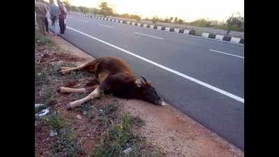 Indian bison mowed down by speeding vehicle near Trichy