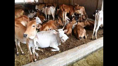 Livestock likely to bear the brunt of cyclone
