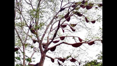 It is a sweet season for Wayanad’s honey hunters