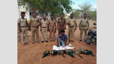 Man held for hunting peacocks in Tamil Nadu