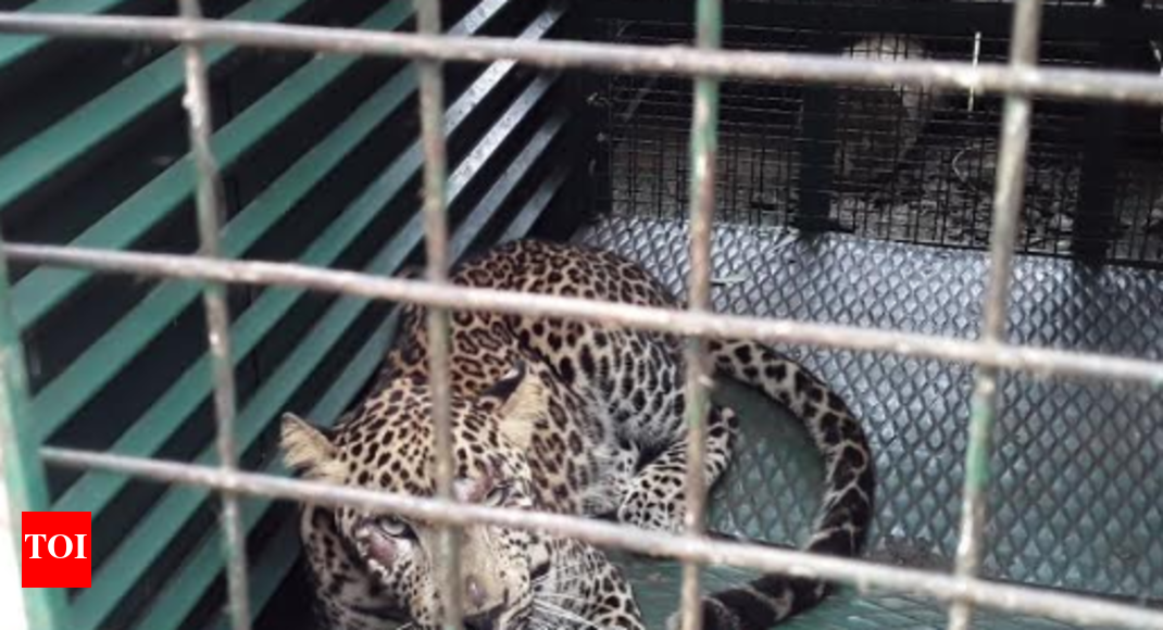 Leopard frequenting Tamil Nadu village captured | Coimbatore News
