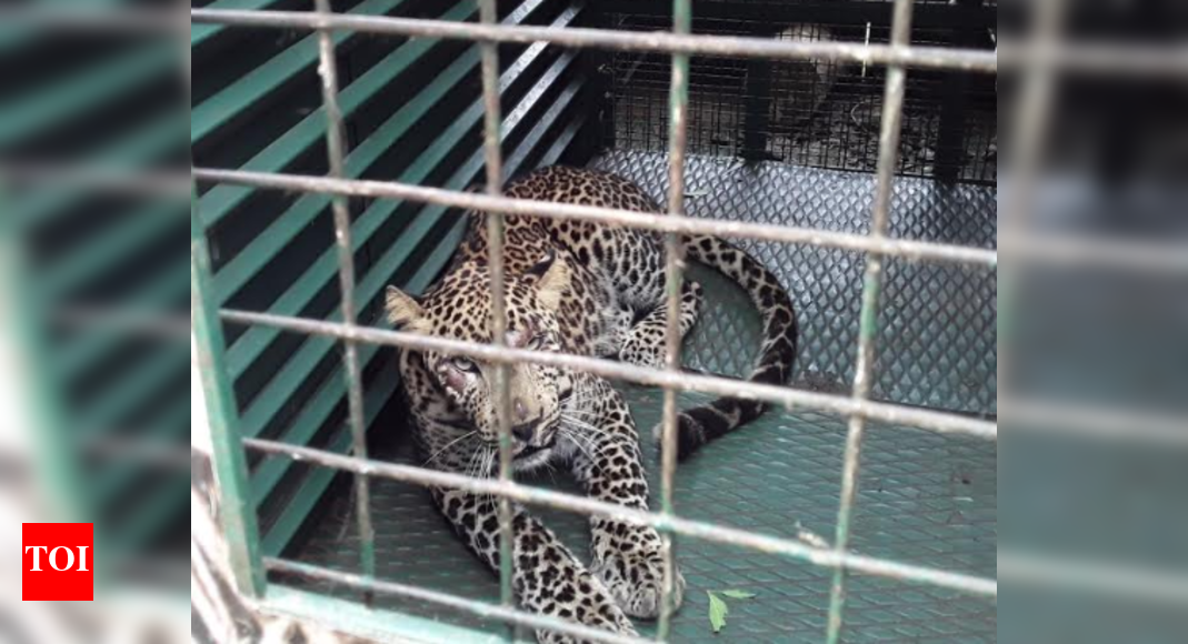 Leopard frequenting Tamil Nadu village captured | Coimbatore News