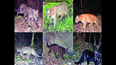 Arunachal Pradesh valley has most diverse range of Asiatic golden cat