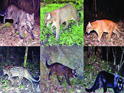 Arunachal Pradesh valley has most diverse range of Asiatic golden cat |  Itanagar News - Times of India