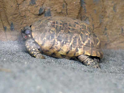 DRI seizes 834 tortoises meant for smuggling to Bangladesh | Kolkata ...