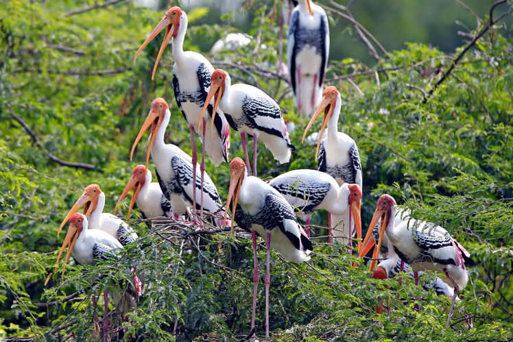 India’s top bird sanctuaries you must visit once in a lifetime! | Times ...