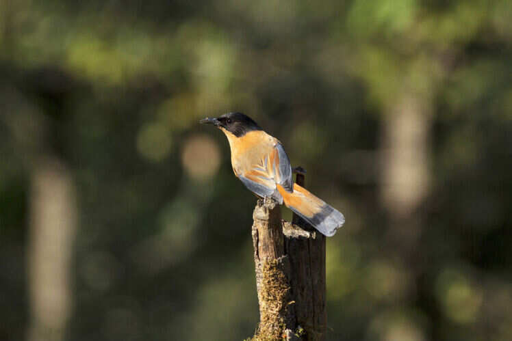 Binsar Wildlife Sanctuary, Uttarakhand