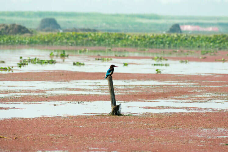 Mangalajodi, Odisha