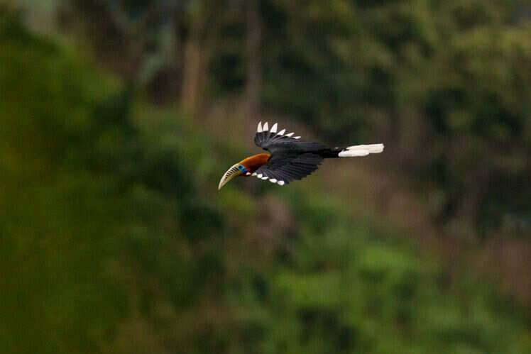 Namdapha National Park, Arunachal Pradesh