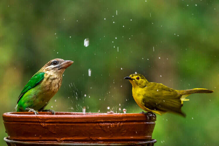 Thattekad Bird Sanctuary, Kerala