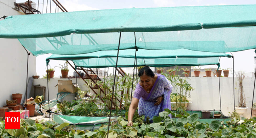 Organic and healthy, Jaipur is growing its own veggies at home Jaipur