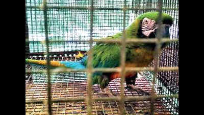 Exotic birds in 21 cages seized during raid at Crawford Market, flamingo rescued in suburbs