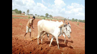 Target area of cultivation reduced