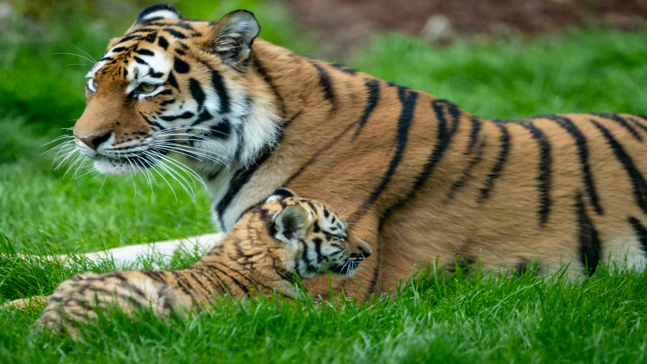 This Newborn Tiger Cub's First Steps Will Melt Your Heart 