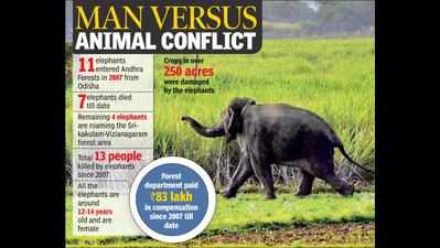 ‘Lost’ elephant tramples two women in Srikakulam district