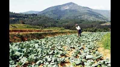 Dept stops winter vegetable zone project in Munnar