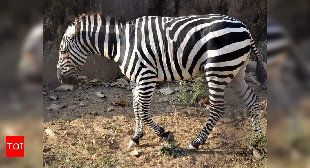 Those black & white zebra stripes? They keep them cool - Times of India